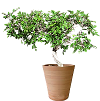 Pot de Bonzaï